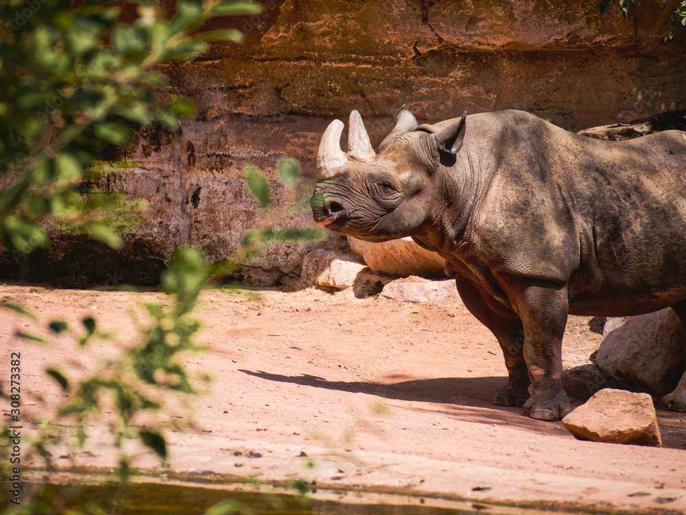 Nashorn