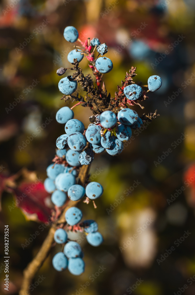 Blaue Beeren im Herbst, Schlehen im Sonnenlicht