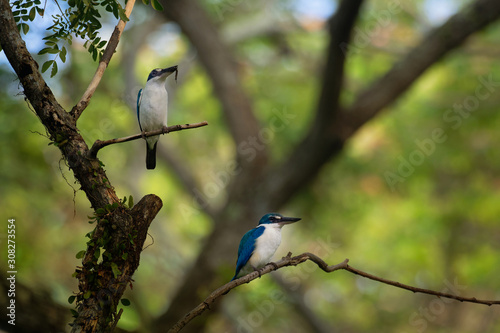 Collared Kingfisher - Todiramphus chloris medium-sized kingfisher subfamily Halcyoninae, the tree kingfishers, also known as the white-collared kingfisher or mangrove kingfisher photo