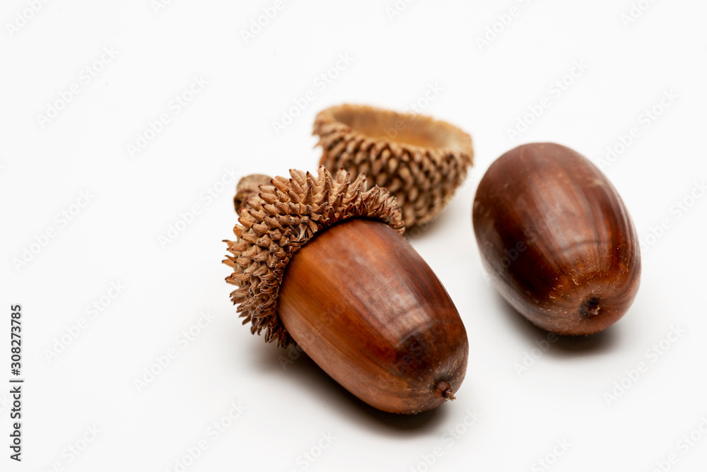 Close up shot two acorns on a white background. Close up shot two acorns on a white background.