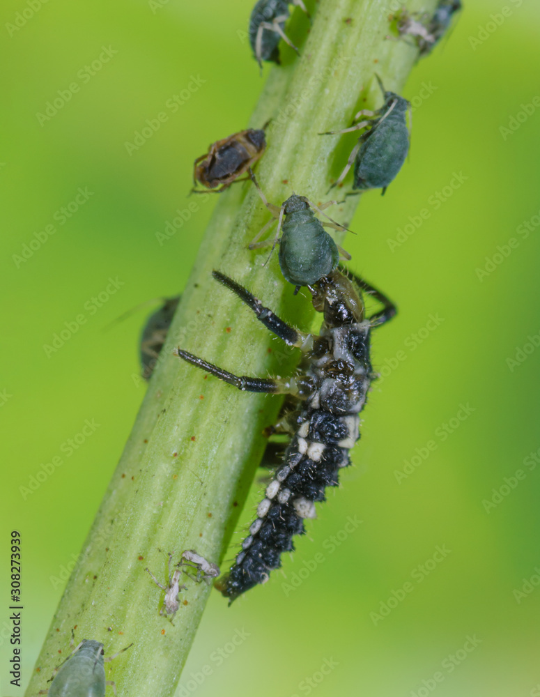 Ladybug larva eats aphid, Ladybug larva eating aphid, Calvia ...