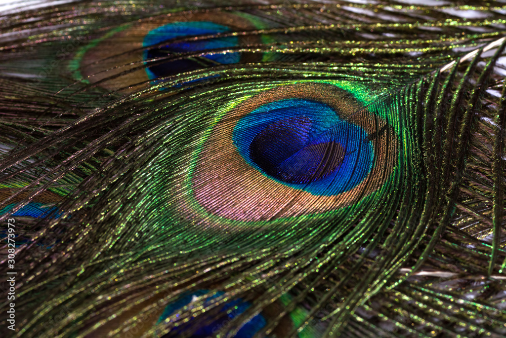 Fototapeta premium Beautiful peacock feather background. Closeup texture