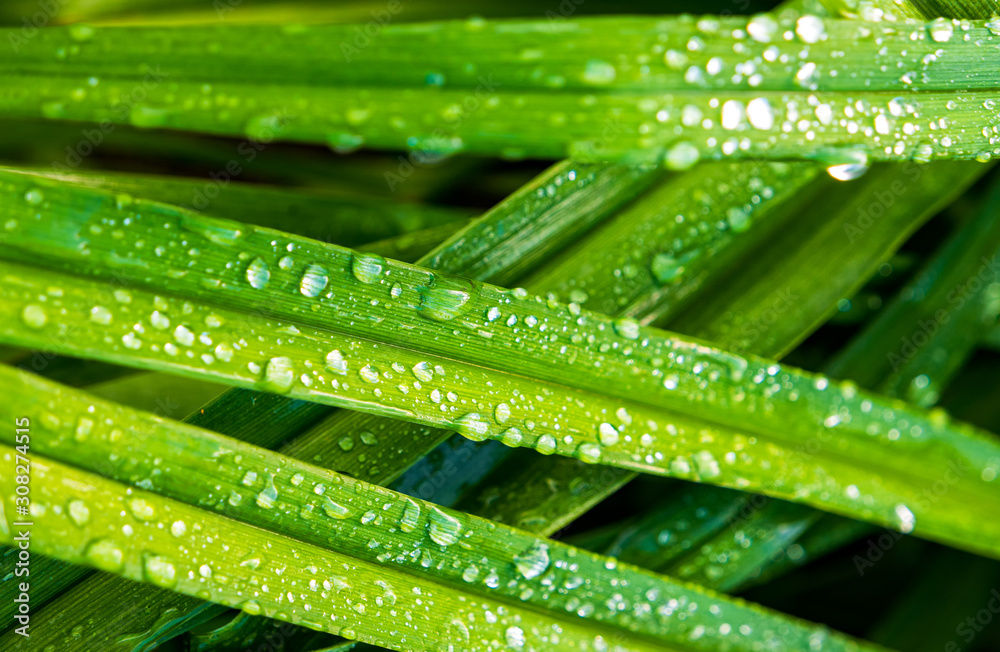 Green leaves of the Daylily after the rain. Green leaves of the Daylily after the rain.