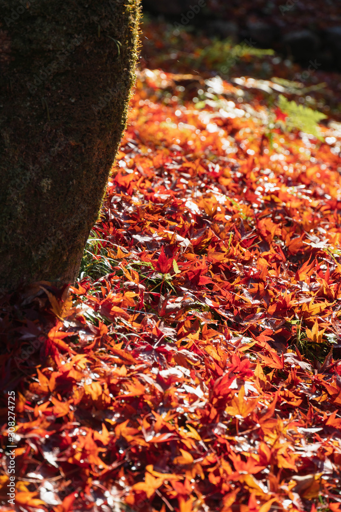 Red autumn leaves fall on ground near the tree. Season concept background