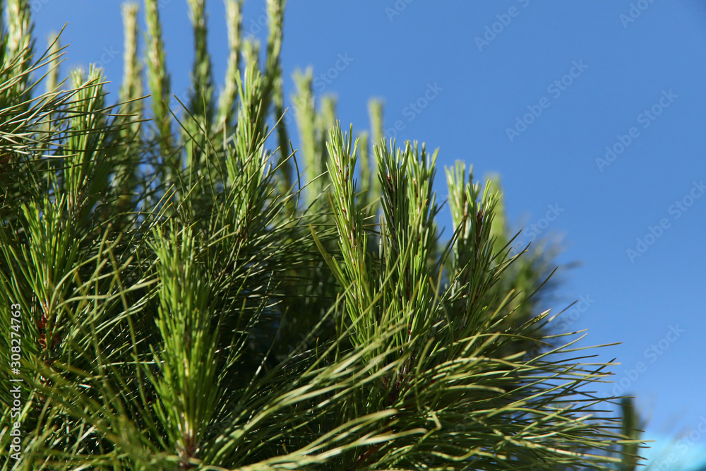 Natural green background.Young coniferous branches against the sky.Green pine branches on a sunny day.Horizontal, close-up, cropped shot.Concept of nature and Christmas. Natural green background.Young coniferous branches against the sky.Green pine branches on a sunny day.Horizontal, close-up, cropped shot.Concept of nature and Christmas.