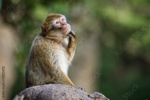 Barbary macaque - Macaca sylvanus also Barbary ape or magot, found in the Atlas Mountains of Algeria and Morocco along with a small population of uncertain origin in Gibraltar
