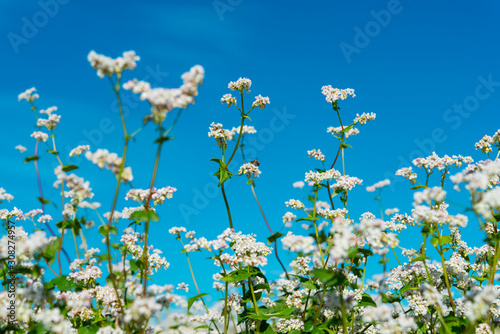 flowering buckwheat field