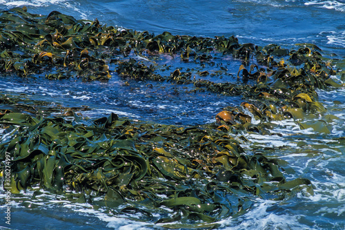 Algue géante, Macrocystis pyrifera, Iles Falkland, Iles Malouines