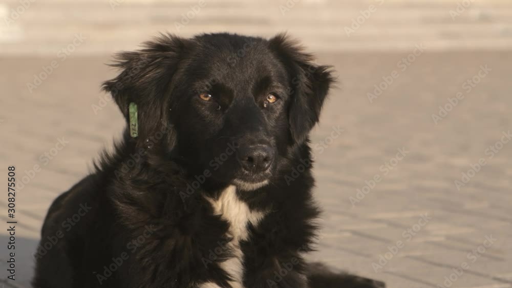 stray street dog looks at the camera stray street dog looks at the camera