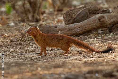 Slender Mongoose - Galerella sanguinea also known as the black-tipped mongoose or the black-tailed mongoose, is a very common species of mongoose of sub-Saharan Africa