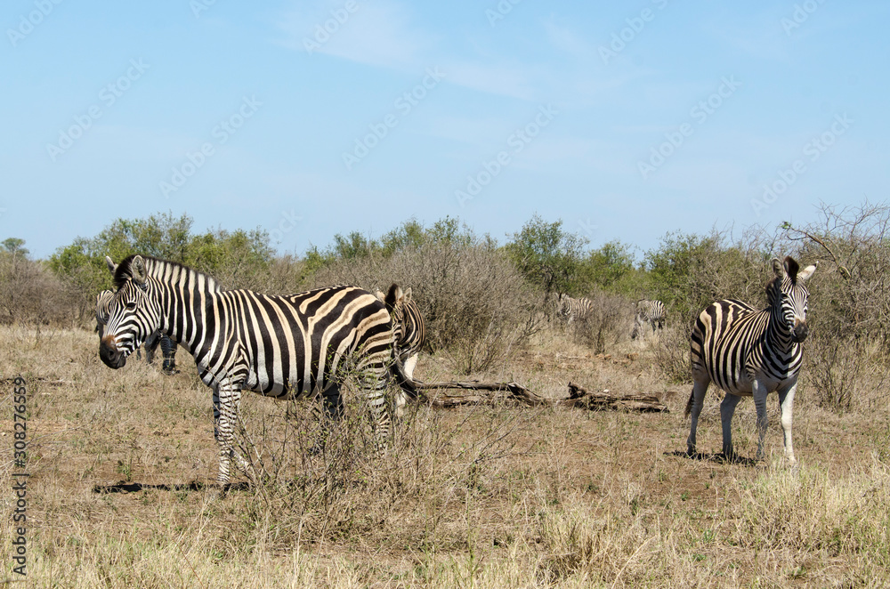 Obraz premium Zèbre de Burchell, Equus quagga, Parc national Kruger, Afrique du Sud