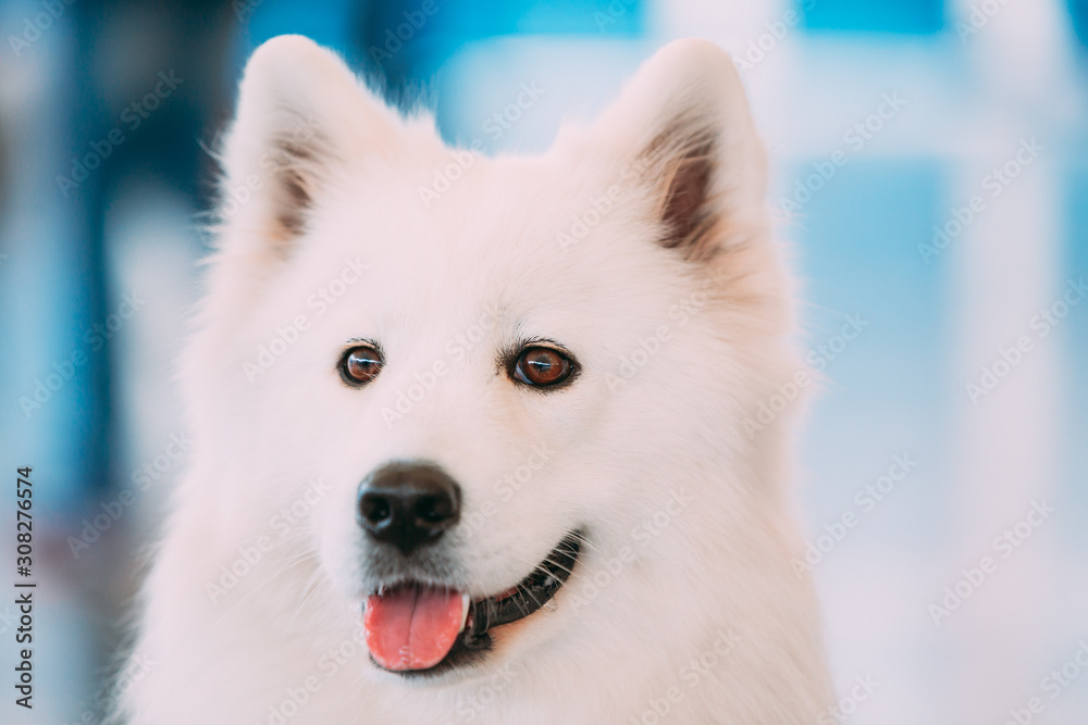 Happy White Samoyed Bjelkier Dog Happy White Samoyed Bjelkier Dog