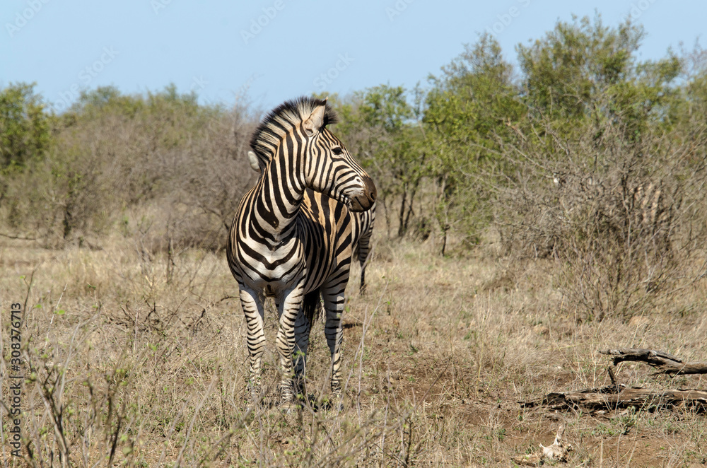 Obraz premium Zèbre de Burchell, Equus quagga, Parc national Kruger, Afrique du Sud