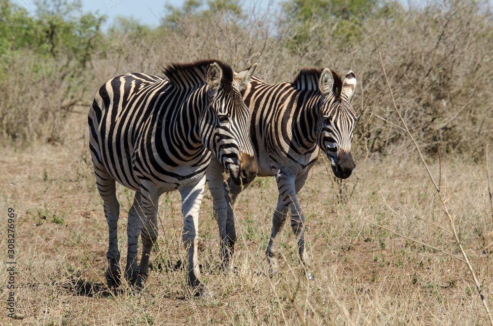 Zèbre de Burchell, Equus quagga, Parc national Kruger, Afrique du Sud Zèbre de Burchell, Equus quagga, Parc national Kruger, Afrique du Sud