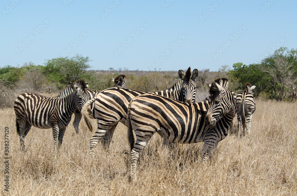 Obraz premium Zèbre de Burchell, Equus quagga, Parc national Kruger, Afrique du Sud