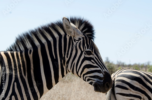 Zèbre de Burchell, Equus quagga, Parc national Kruger, Afrique du Sud