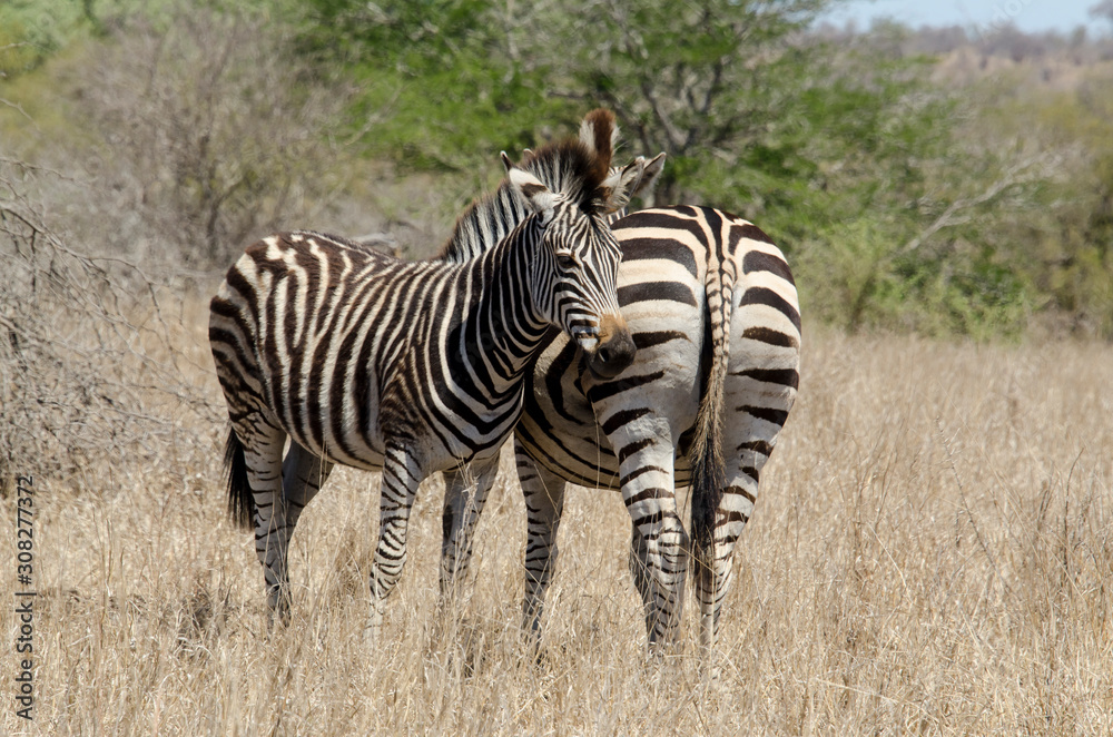 Zèbre de Burchell, Equus quagga, Parc national Kruger, Afrique du Sud Zèbre de Burchell, Equus quagga, Parc national Kruger, Afrique du Sud