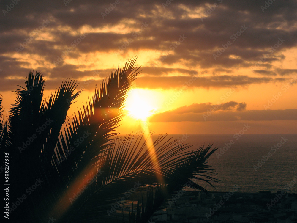 Obraz premium Silhouette of palm tree leaves on sunset on an ocean coast with clouds background with selective focus