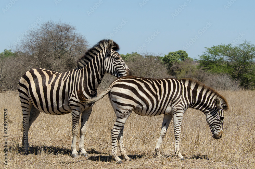 Obraz premium Zèbre de Burchell, Equus quagga, Parc national Kruger, Afrique du Sud