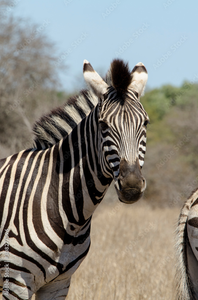 Zèbre de Burchell, Equus quagga, Parc national Kruger, Afrique du Sud Zèbre de Burchell, Equus quagga, Parc national Kruger, Afrique du Sud