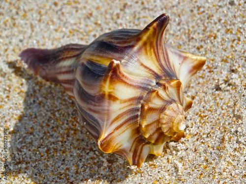 Closeup of knobby whelk sea shell on beach sand