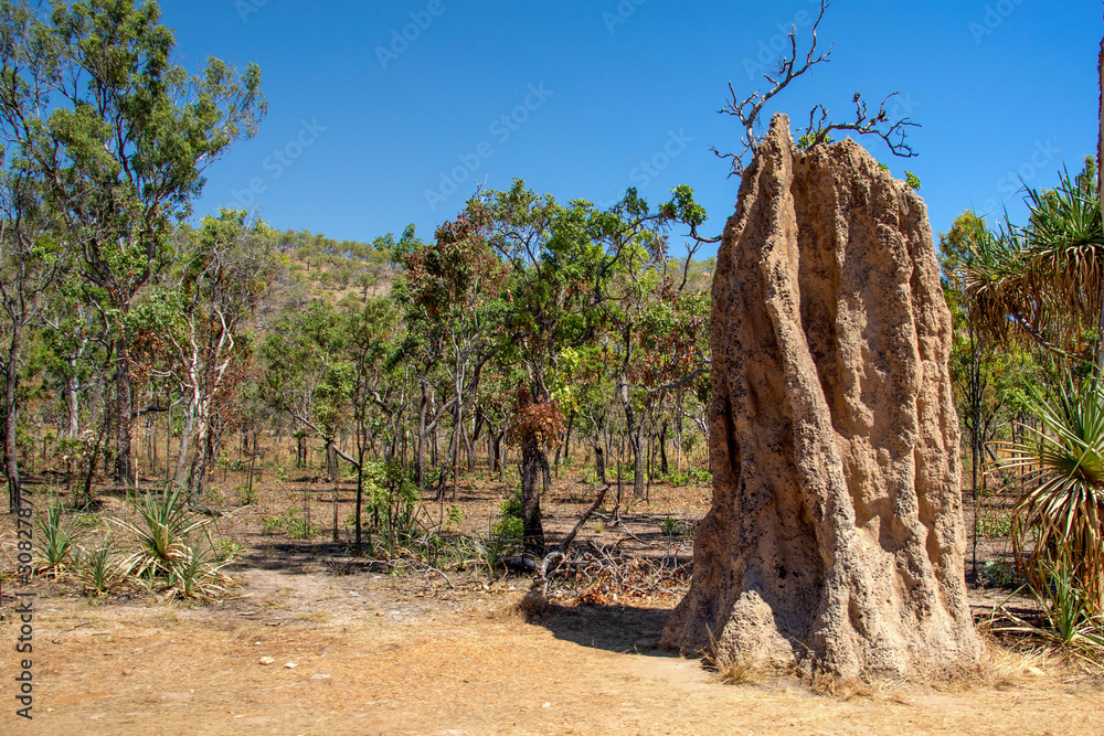 Obraz premium termite mound