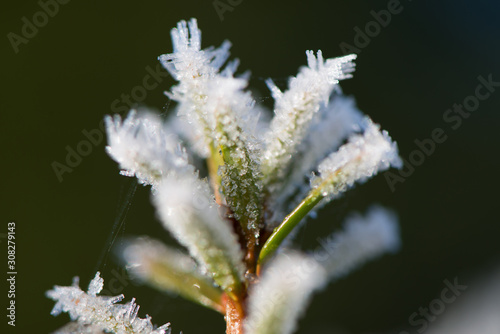 eiskristalle frost