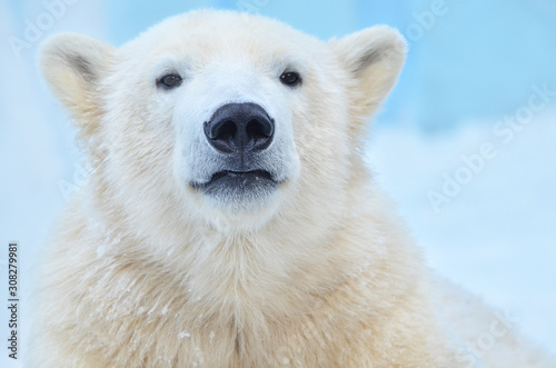 Tela polar bear on white background