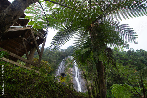 green palm trees in tropical forests