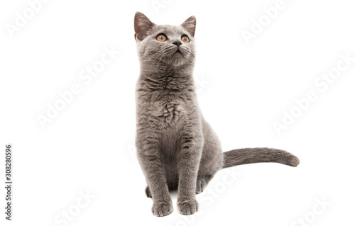 gray cat isolated