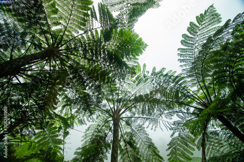 green palm trees in tropical forests