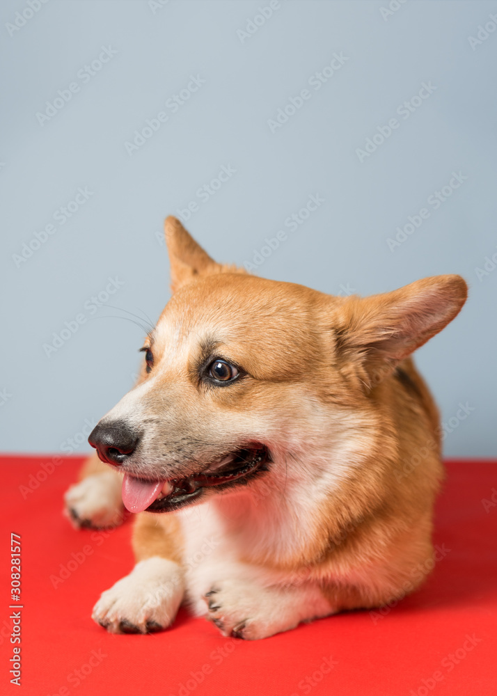 Tired Corgi dog lies on a red coverlet after active games. His mouth is open and his tongue is out. Dog is thirsty. Copy space