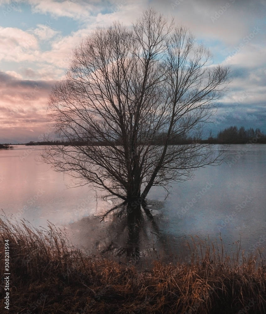 tree in water sunset