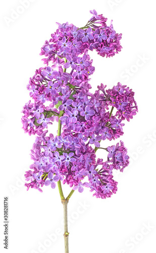 Flowering branch of lilac isolated on a white background