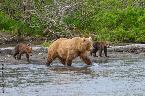 Rządząc krajobrazem, niedźwiedzie brunatne Kamczatki (Ursus arctos beringianus)