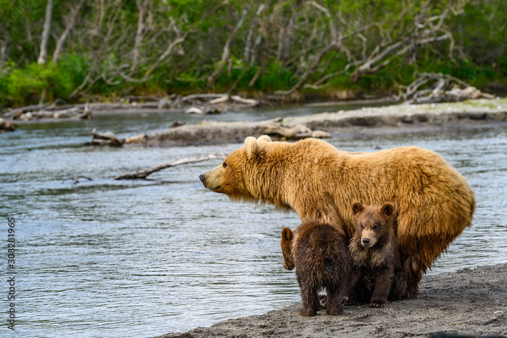 Ruling the landscape, brown bears of Kamchatka (Ursus arctos beringianus) Ruling the landscape, brown bears of Kamchatka (Ursus arctos beringianus)