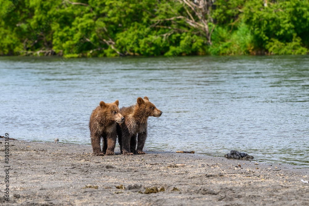 Ruling the landscape, brown bears of Kamchatka (Ursus arctos beringianus) Ruling the landscape, brown bears of Kamchatka (Ursus arctos beringianus)
