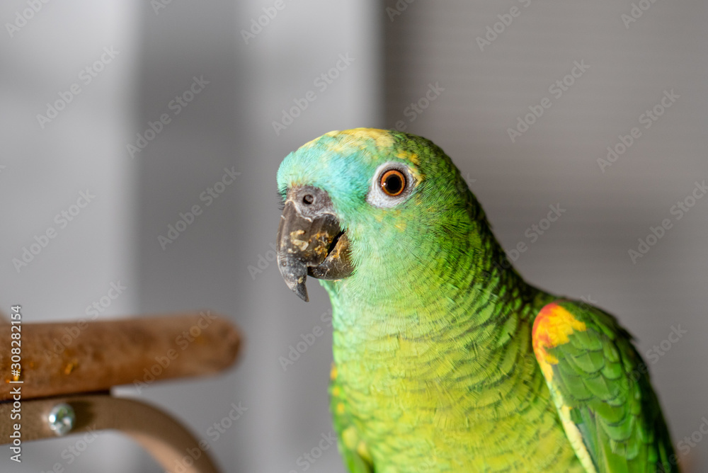 Obraz premium Blue Front Amazon Parrot