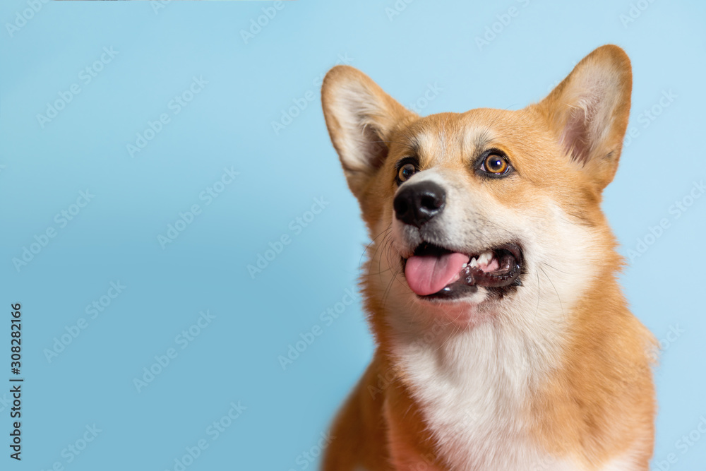 Portrait of a Corgi dog. Dog sits on a blue background and looks at the camera. His mouth is open and his tongue is out. Ears stick out. Copy space Portrait of a Corgi dog. Dog sits on a blue background and looks at the camera. His mouth is open and his tongue is out. Ears stick out. Copy space