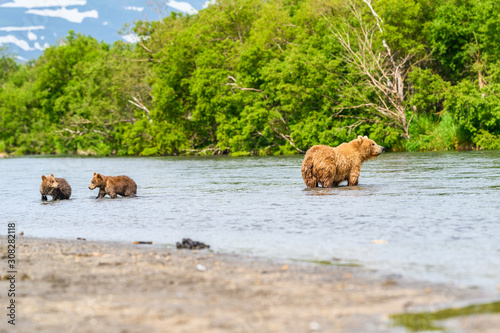 Rządząc krajobrazem, niedźwiedzie brunatne Kamczatki (Ursus arctos beringianus)