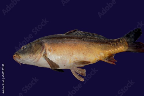 Freshwater carp fish lies on a blue background.