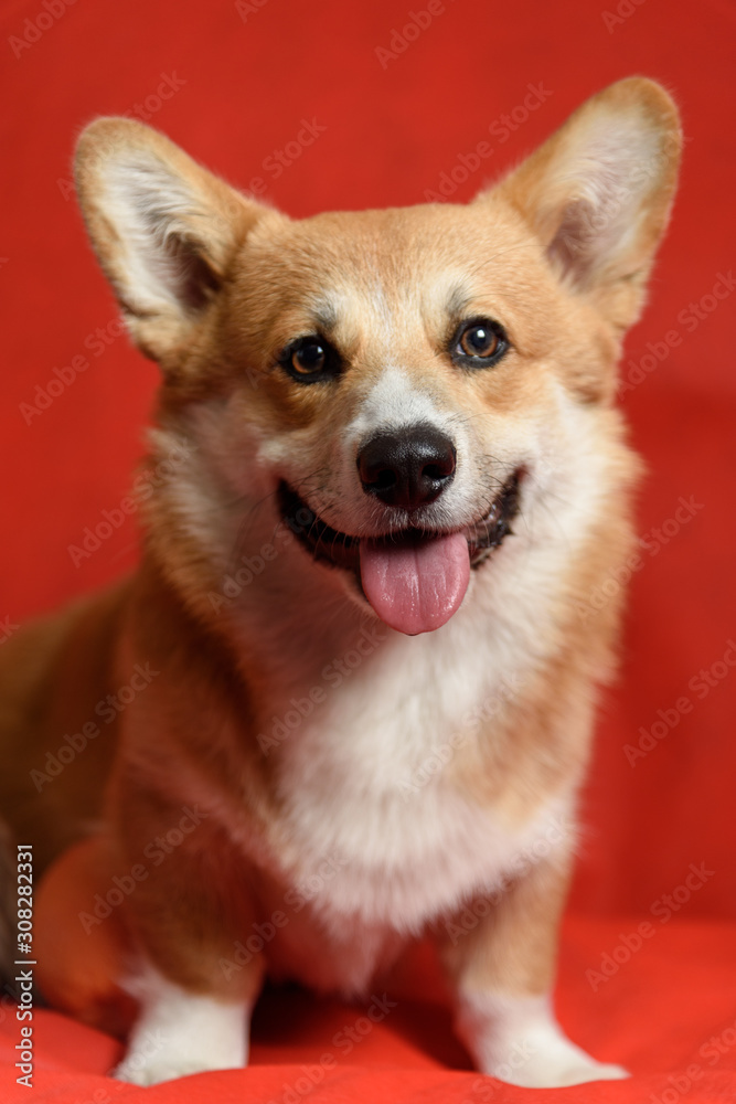 Portrait Corgi dog on a red background. His mouth is open and his tongue is out. Dog is thirsty Portrait Corgi dog on a red background. His mouth is open and his tongue is out. Dog is thirsty