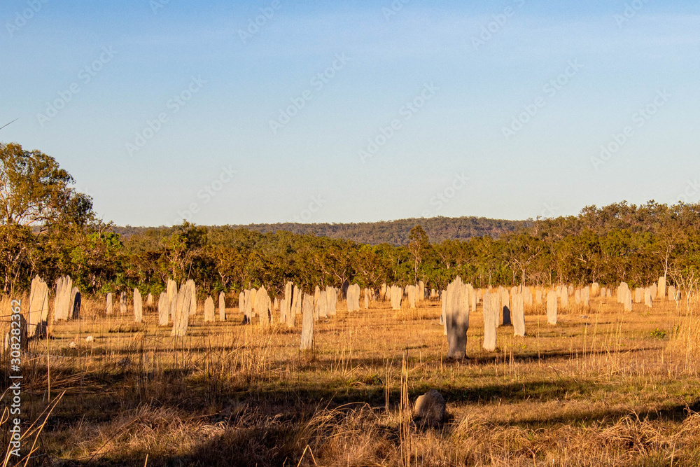Obraz premium termite mound