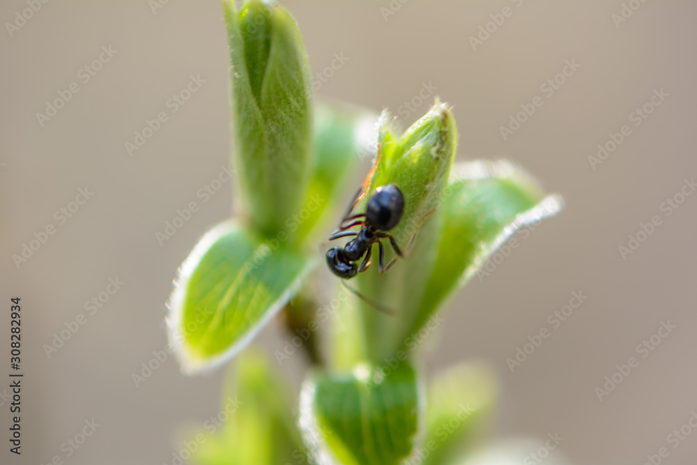 Naklejka premium The awakening of nature in spring