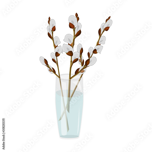 Pussy willow branches in glass vase isolated on white background.  Willow twigs bouquet in a vase. Easter blooming catkins. Springtime design.  Easter greeting card. Stock vector illustration