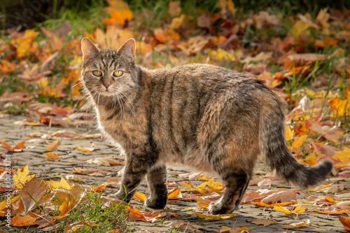 Close-up street cat portrait