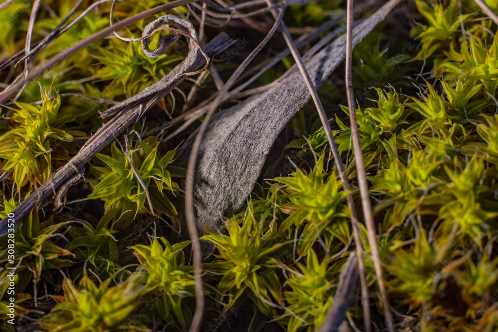 green moss grows on stones macro green moss grows on stones macro