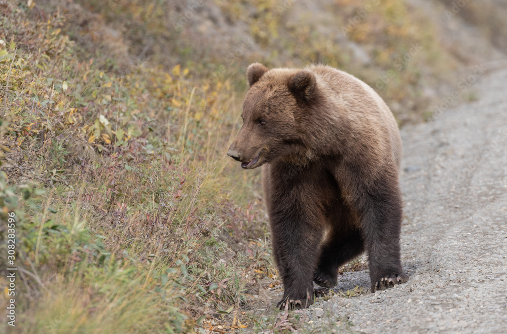 Grizzly Bear in Denali National Park in Autumn Grizzly Bear in Denali National Park in Autumn