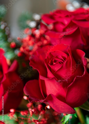 red rose on colored background