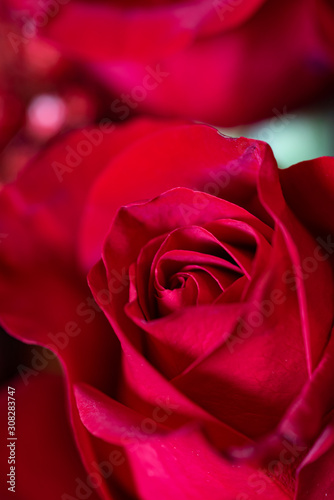 A romantic red rose 04